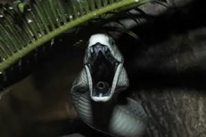 Black mamba (Dendroaspis polylepis)