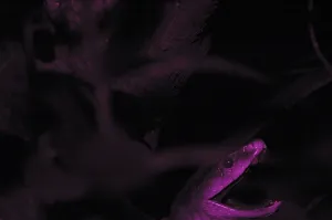 Black mamba in UV light (Dendroaspis polylepis)