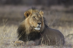 Black-maned lion (Panthera leo vernayi)