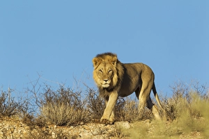 Black-maned lion (Panthera leo vernayi)