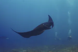 A black manta ray, reef manta (Mobula alfredi)