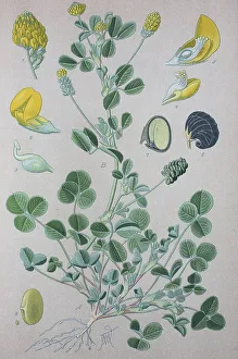 Black medick (Medicago lupulina)