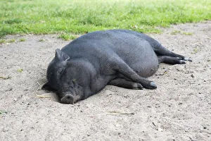 Black mini pig, pot-bellied pig
