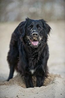 Black mixed breed dog digging a hole