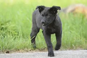 Black mixed-breed puppy runs across a meadow