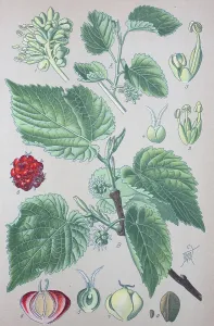 Black mulberry (Morus nigra), historical illustration from 1885