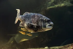 Black musselcracker (Cymatoceps nasutus )