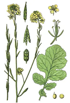 Black mustard (Brassica nigra)