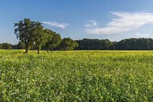 Black mustard (Brassica nigra)