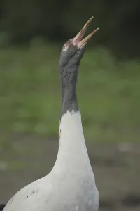 Black-necked Crane (Grus nigricollis)