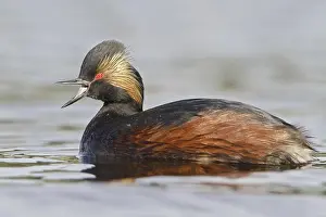 Black-necked Grebe (Podiceps nigricollis)