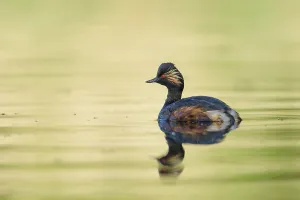 Black-necked Grebe (Podiceps nigricollis)