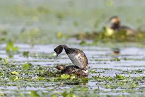 Category Wildlife DE Prints: Black-necked Grebe (Podiceps nigricollis) at the nest near Copula