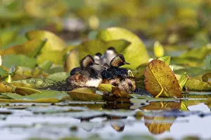 Category Wildlife DE Prints: Black-necked Grebe (Podiceps nigricollis) at the nest with young