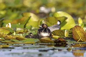 Category Wildlife DE Prints: Black-necked Grebe (Podiceps nigricollis) at the nest with young