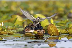 Category Wildlife DE Prints: Black-necked Grebe (Podiceps nigricollis) at the nest with young