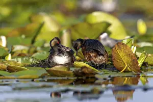 Black-necked Grebe (Podiceps nigricollis) at the nest with young