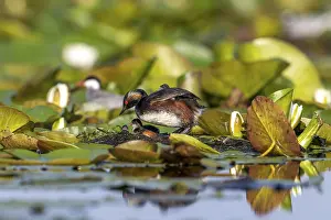 Black-necked Grebe (Podiceps nigricollis) at the nest with young