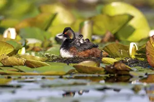 Category Wildlife DE Prints: Black-necked Grebe (Podiceps nigricollis) at the nest with young