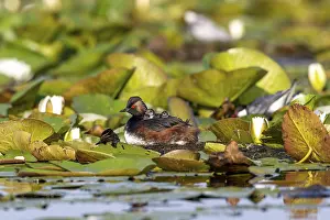 Black-necked Grebe (Podiceps nigricollis) at the nest with young