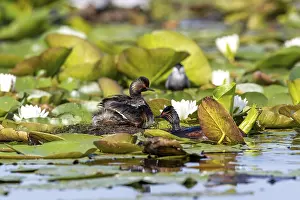 Black-necked Grebe (Podiceps nigricollis) at the nest with young