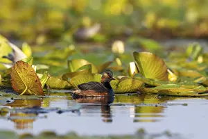 Category Wildlife DE Prints: Black-necked Grebe (Podiceps nigricollis) swimming