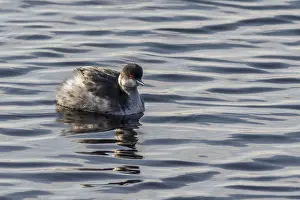 Black-necked Grebe (Podiceps nigricollis) on the water