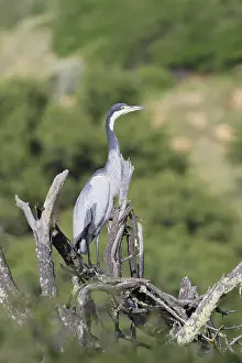 Black-necked Night Heron (Ardea melanocephala)