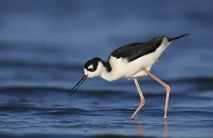 Black-necked Stilt (Himantopus mexicanus)