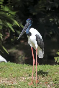 Black-necked Stork (Ephippiorhynchus asiaticus)
