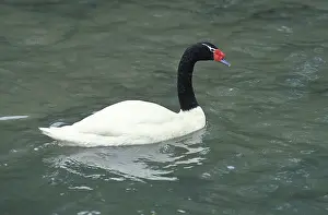 BLACK-NECKED SWAN cygnus melanocoryphus