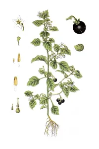 Black nightshade (Solanum nigrum)