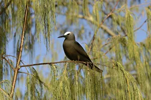 Black Noddy (Anous minutus) adult