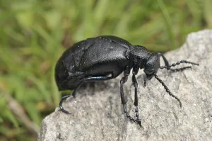 Black oil beetle (Meloe proscarabaeus)