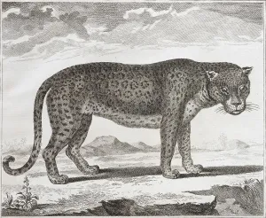 Black panther (Panthera)