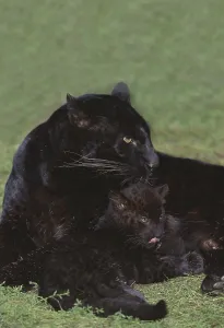 Black Panther (panthera pardus)