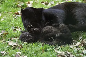 Black Panther (panthera pardus)
