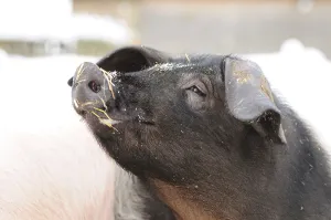 A black pig in the snow with hay on its face