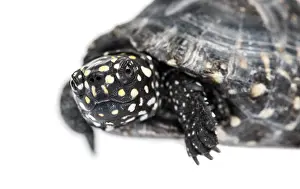 Black pond turtle, Geoclemys hamiltonii, isolated