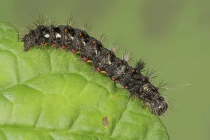 A black, prickly caterpillar of the Knot Grass (Atronicta rumicis crawls on a primrose leaf)