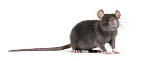 Black rat, Rattus rattus, in front of white background
