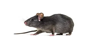 Black rat, Rattus rattus, in front of white background