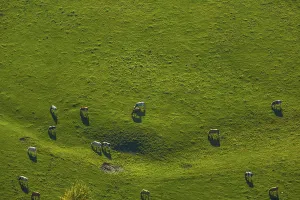 Black and red cows in a pasture