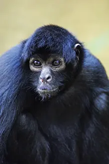 Black red-faced spider monkey (Ateles paniscus)