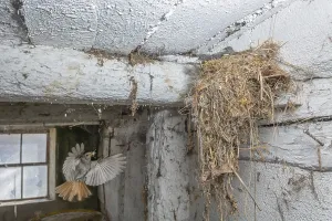 Black redshank (Phoenicurus ochruros) in flight to feed its chicks in the nest in an old barn