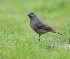 Black redstart (Phoenicurus ochruros)