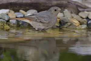 Black redstart (Phoenicurus ochruros)