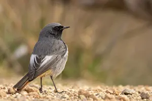 Black Redstart (Phoenicurus ochruros)