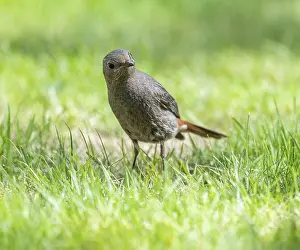 Black redstart (Phoenicurus ochruros)