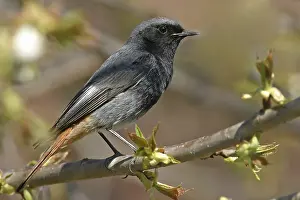 Black Redstart, (Phoenicurus ochruros)